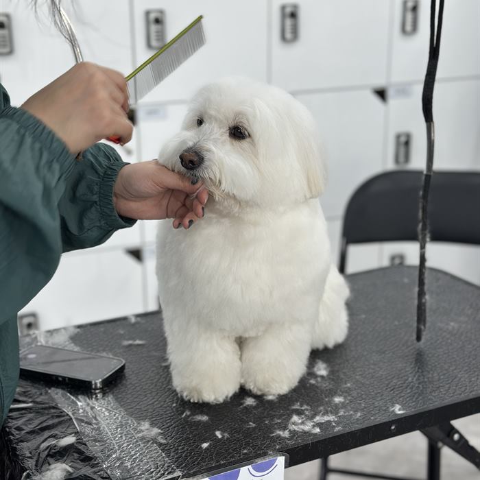 이바우펫 애견미용학원 실습 수업 현장
